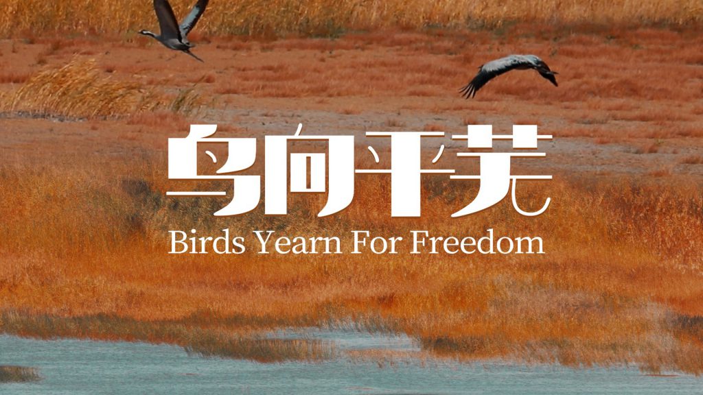鳥,平蕪にゆく
